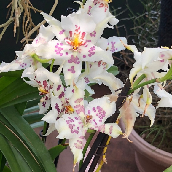 Meet your Posher, Francine - Picture 2 of 4